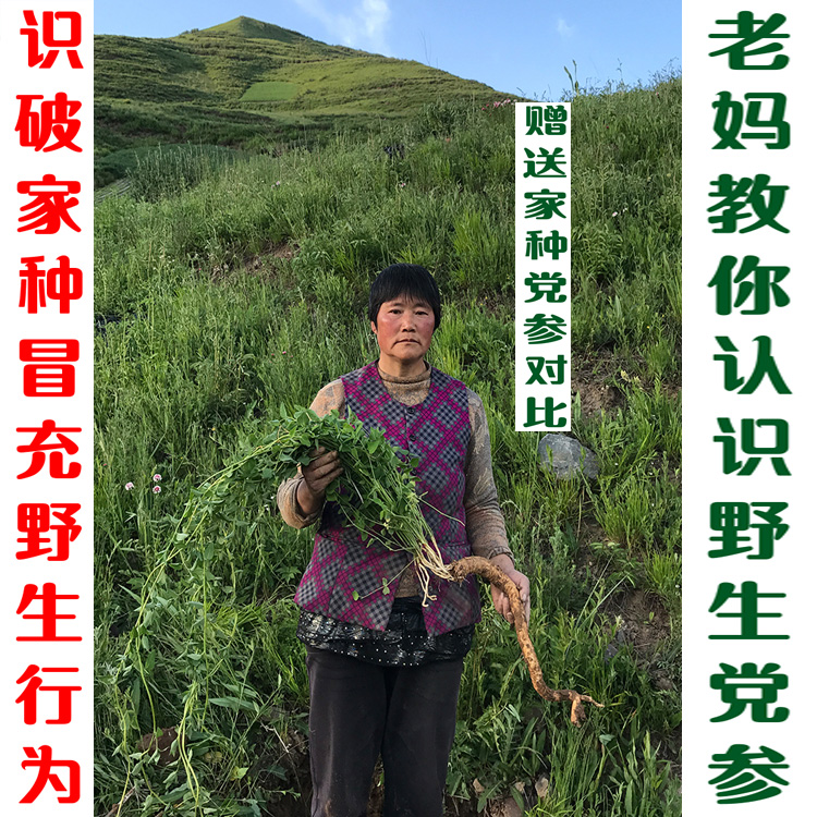 Chinese Party of Codonopsis Natural Wild Party of Wild Codonopsis 500 gr Tgrade No Sulphur Earth Tattooate on Party Tablets Powder