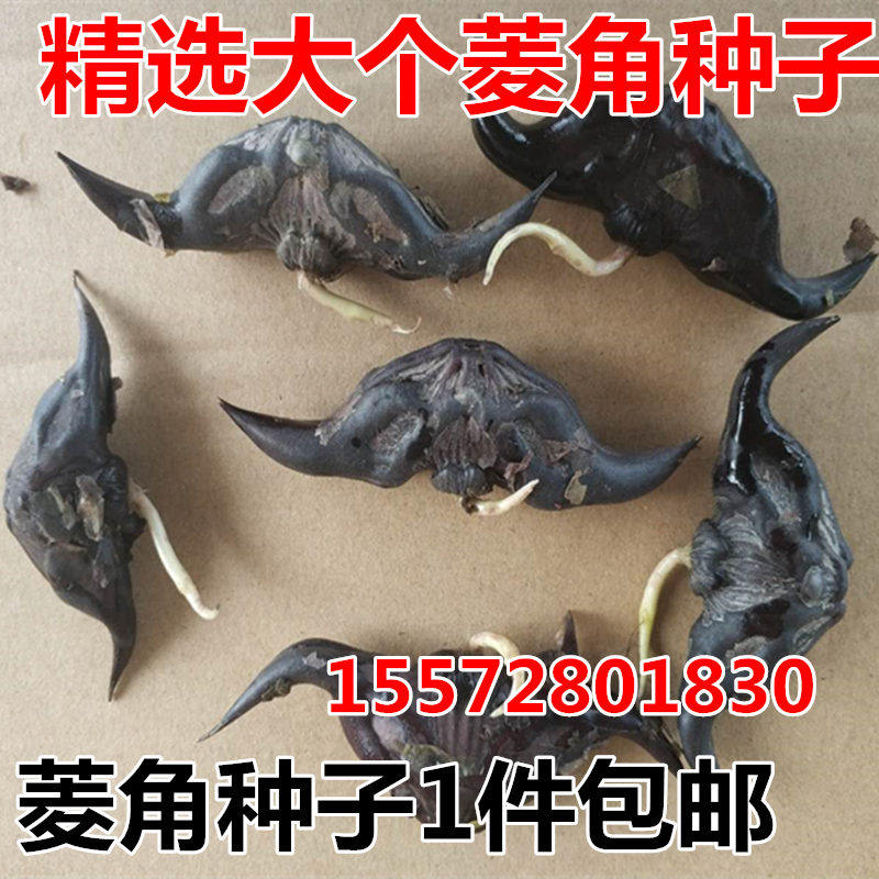 Central Hubei Honghu Old Rhombus Horn Seed Horn Water Plant Vegetables Four Seasons High Yield Pond Red Rhombus Roaring