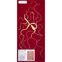 Ginseng Changbai Mountain wild ginseng national inspection first-class wild ginseng gift box full of holiday supplement gift box for elders