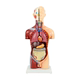 Children's version of removable body viscera anatomical model