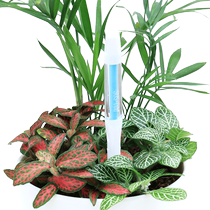 Huaxin moisture meter imported from Japan SUSTEE flower and grass soil moisture detector plant humidity water shortage reminder instrument