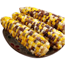 Sky Diligent Grain Grain Net 2023 Organic Color Glutinous Corn Sweet Glutinous Corn Stick 200g * 8 Sticky Vacuum Miscellaneous Cereals