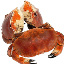 Fresh imported Irish bread crab 1 5-4 pounds golden crab full of fat sweet meat and SF