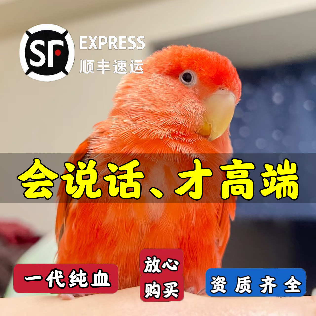 玄风虎皮鹦鹉怎么翻译_玄风虎皮鹦鹉英文用法_玄风虎皮鹦鹉英语例句_淘宝翻译网