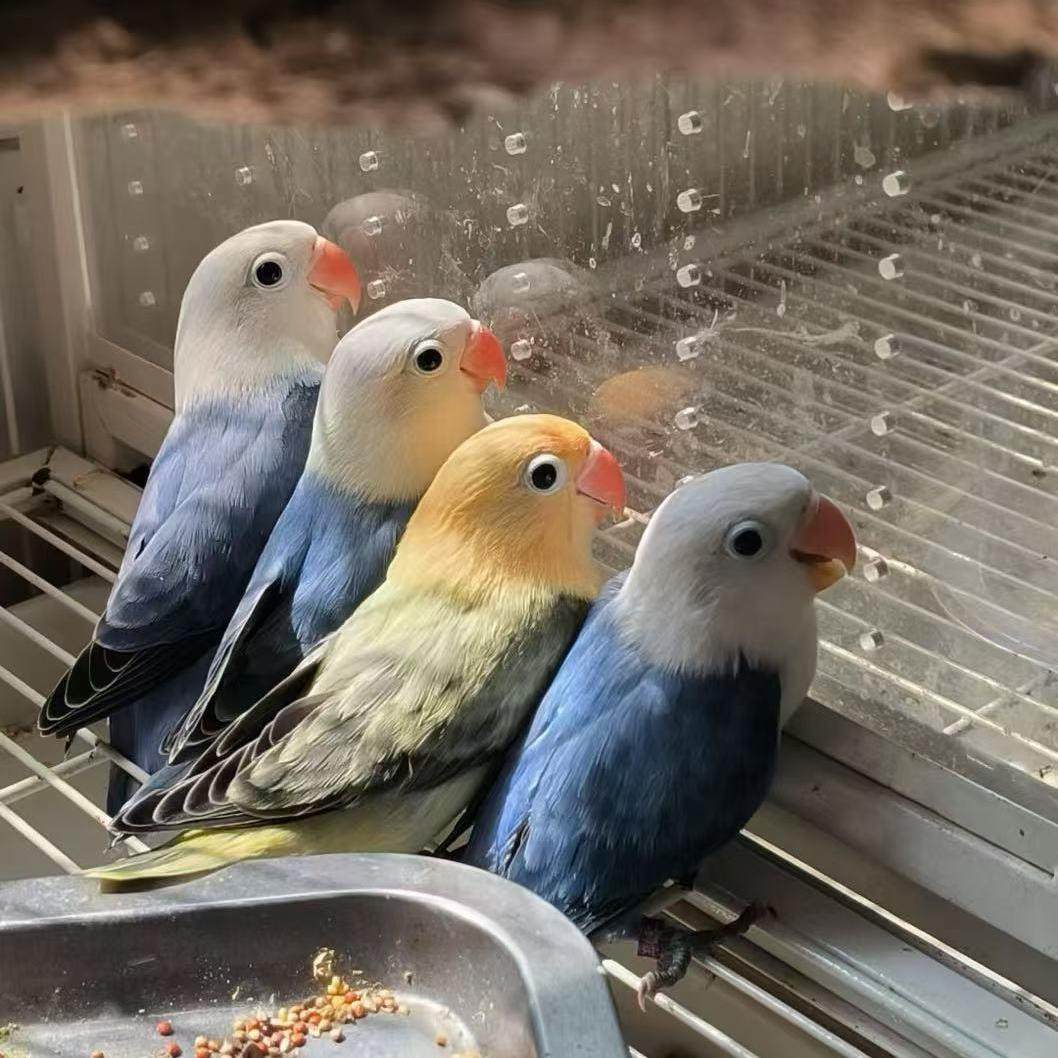 我想养一只牡丹鹦鹉怎么翻译_我想养一只牡丹鹦鹉英文用法_我想养一只牡丹鹦鹉英语例句_淘宝翻译网