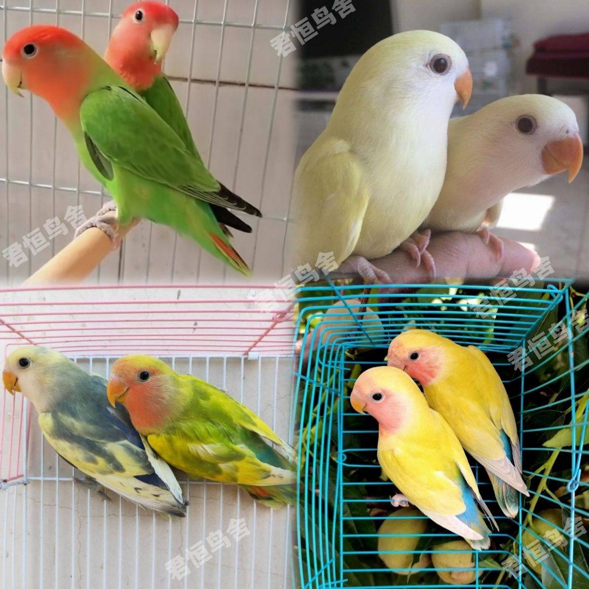 我想养一只牡丹鹦鹉怎么翻译_我想养一只牡丹鹦鹉英文用法_我想养一只牡丹鹦鹉英语例句_淘宝翻译网