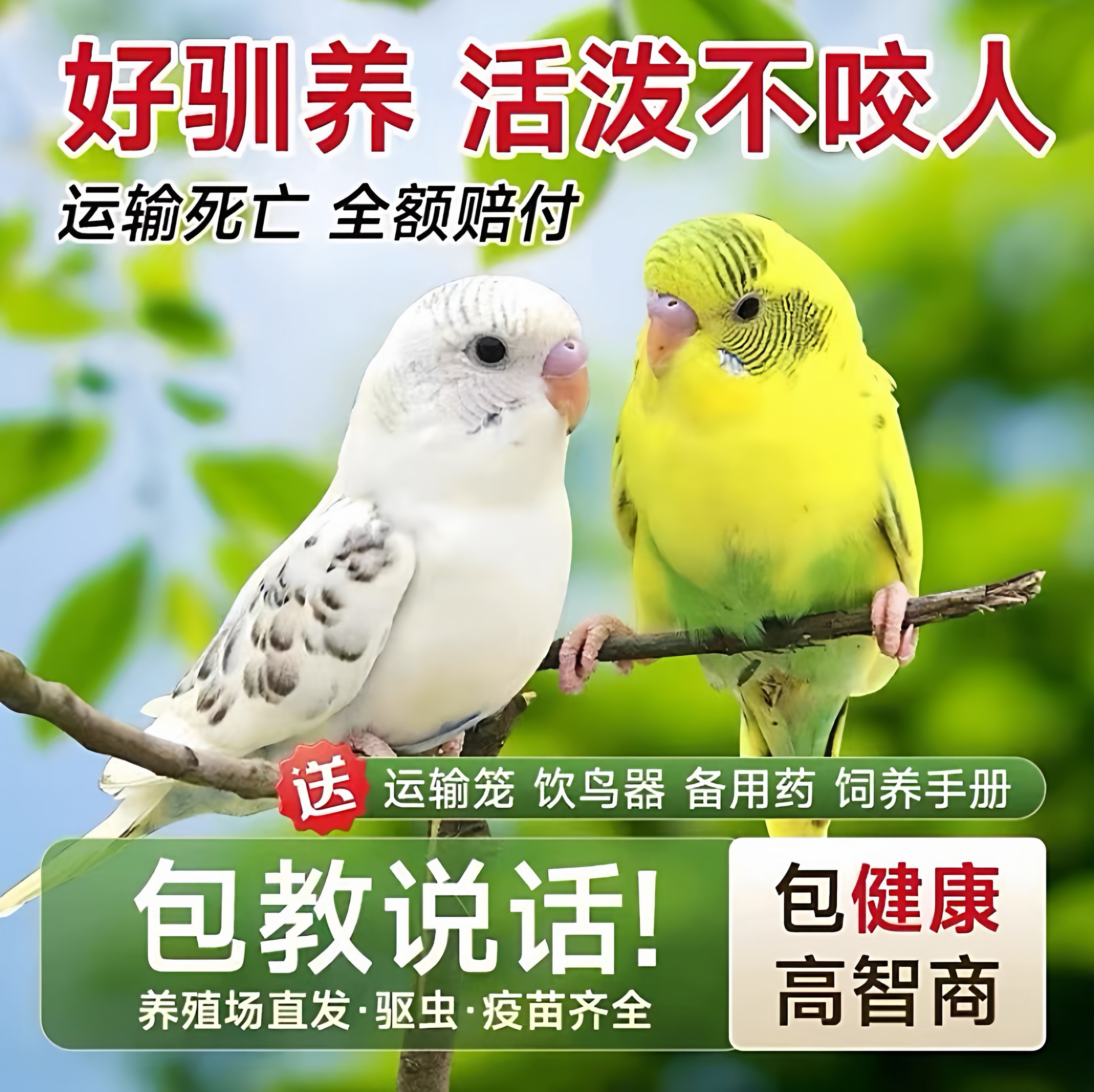 我想养只虎皮鹦鹉怎么翻译_我想养只虎皮鹦鹉英文用法_我想养只虎皮鹦鹉英语例句_淘宝翻译网