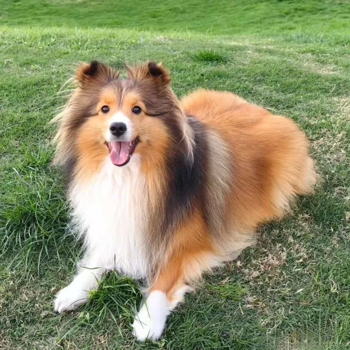 喜乐蒂幼崽怎么翻译_喜乐蒂幼崽英文用法_喜乐蒂幼崽英语例句_淘宝翻译网, image size:1200x1200