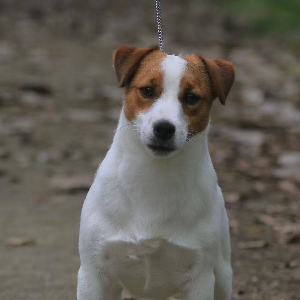 宠物狗大全种类怎么翻译_宠物狗大全种类英文用法_宠物狗大全种类英语例句_淘宝翻译网