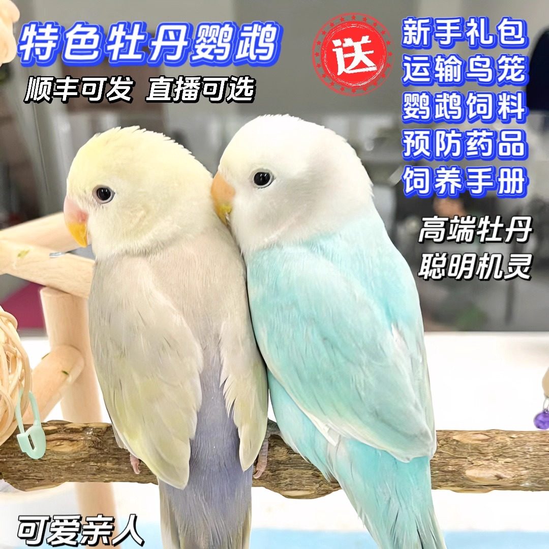 和尚牡丹鹦鹉怎么翻译_和尚牡丹鹦鹉英文用法_和尚牡丹鹦鹉英语例句_淘宝翻译网