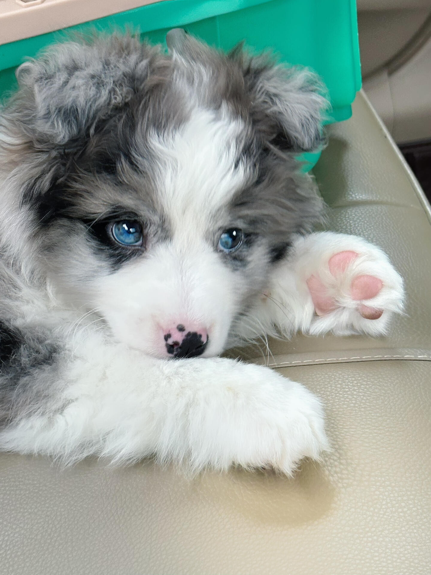 全世界宠物狗智商排名怎么翻译_全世界宠物狗智商排名英文用法_全世界宠物狗智商排名英语例句_淘宝翻译网