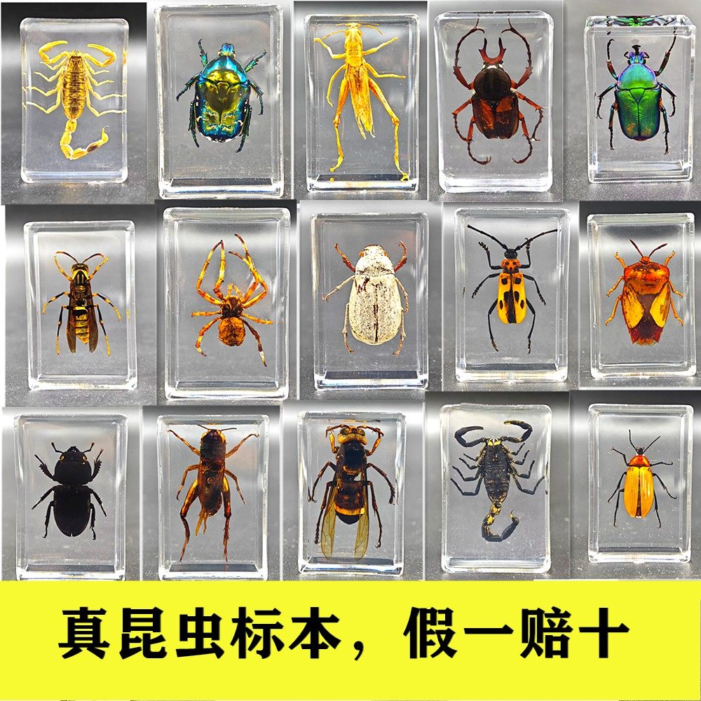 动物标本怎么翻译_动物标本英文用法_动物标本英语例句_淘宝翻译网