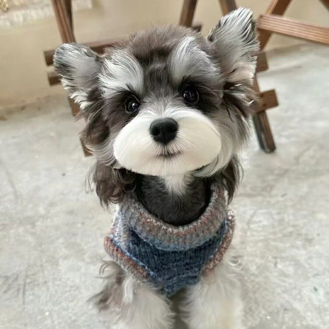 雪纳瑞三口之家网红| TikTok, image size:1080x1080