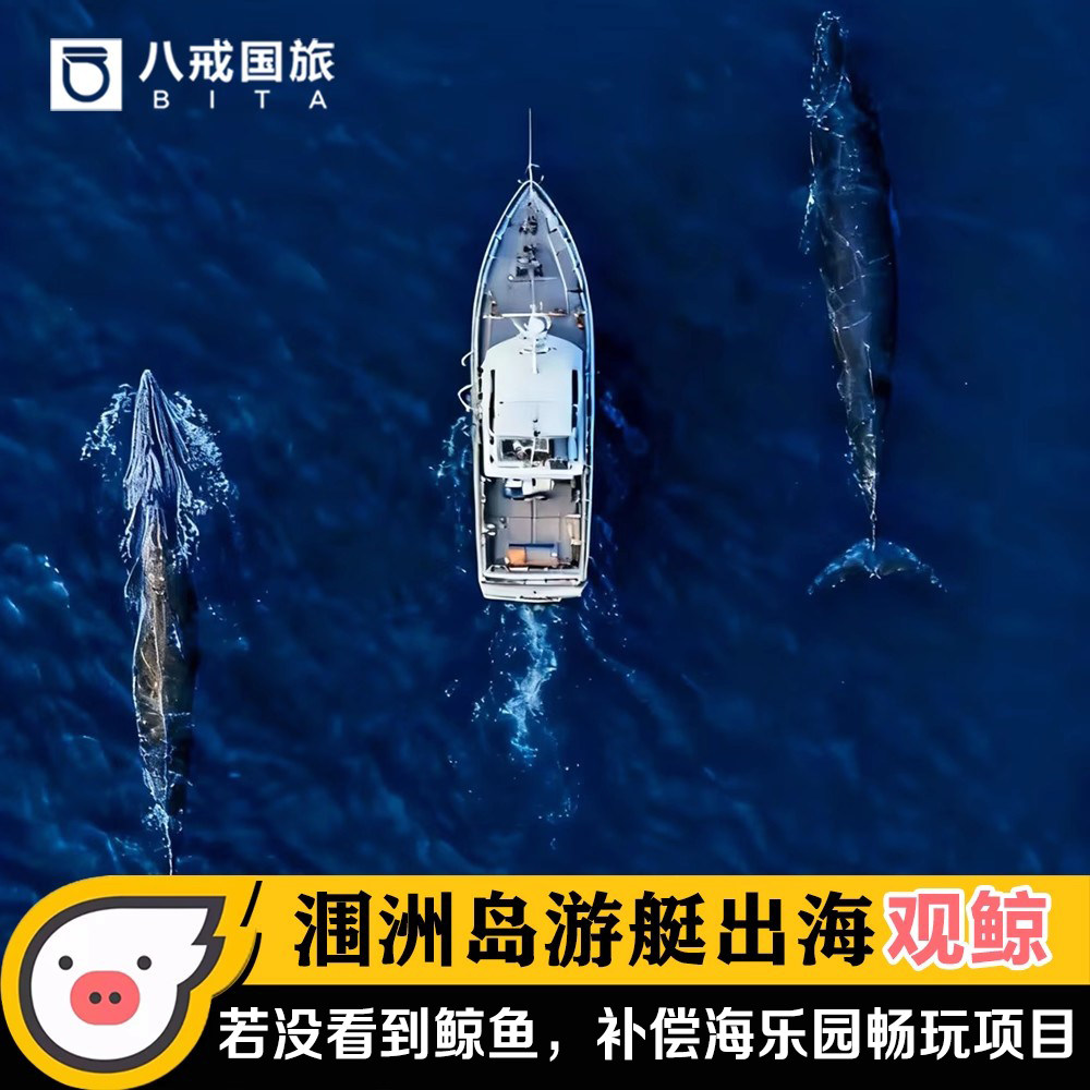 观鲸出海怎么翻译_观鲸出海英文用法_观鲸出海英语例句_淘宝翻译网