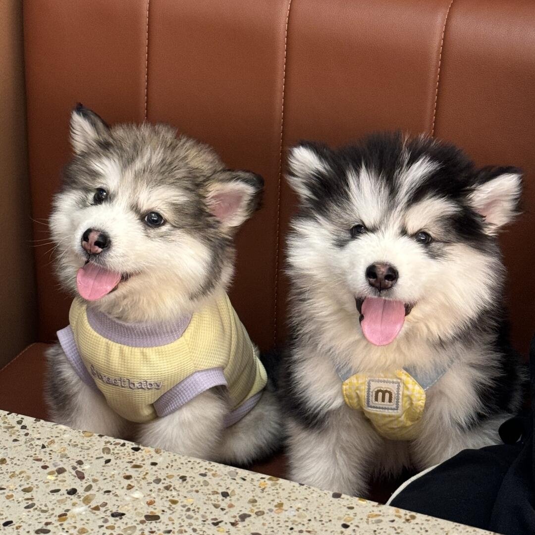 阿拉斯加幼犬怎么翻译_阿拉斯加幼犬英文用法_阿拉斯加幼犬英语例句_淘宝翻译网, image size:1080x1080