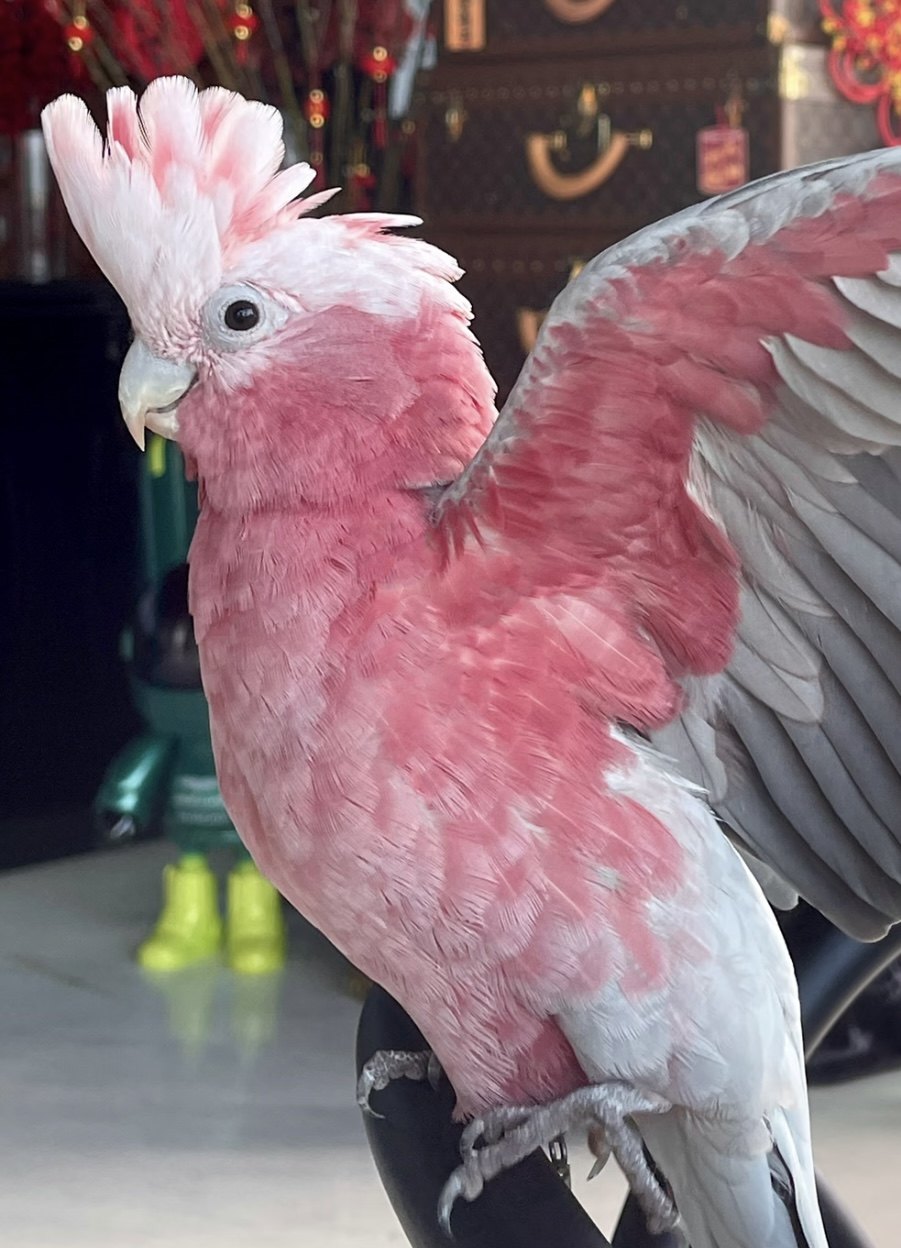 宠物鸟品种怎么翻译_宠物鸟品种英文用法_宠物鸟品种英语例句_淘宝翻译网