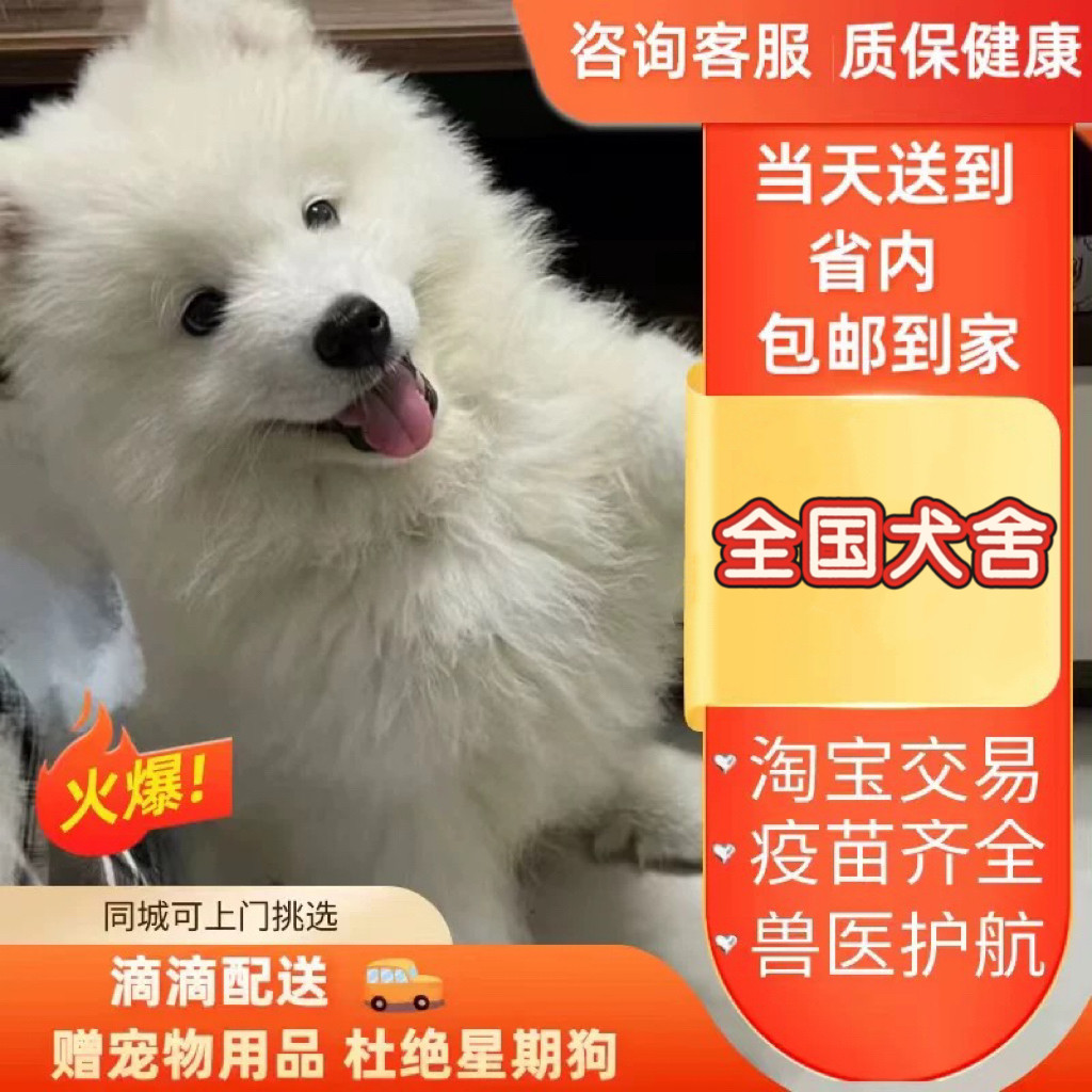 白色宠物狗品种大型怎么翻译_白色宠物狗品种大型英文用法_白色宠物狗品种大型英语例句_淘宝翻译网