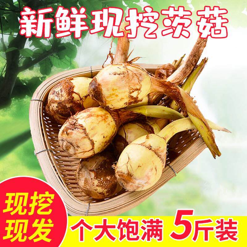 蘇北新鮮蔬菜山茨菇白慈姑茨菰馬蹄荸薺燕尾草地慄芽菇特產食用指南
