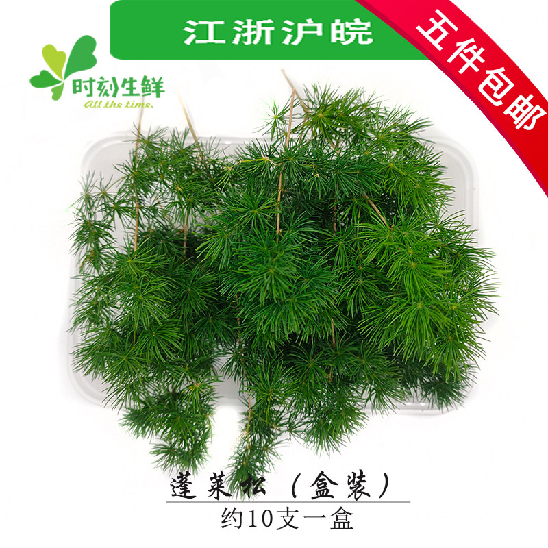 松针针叶怎么翻译_松针针叶英文用法_松针针叶英语例句_淘宝翻译网