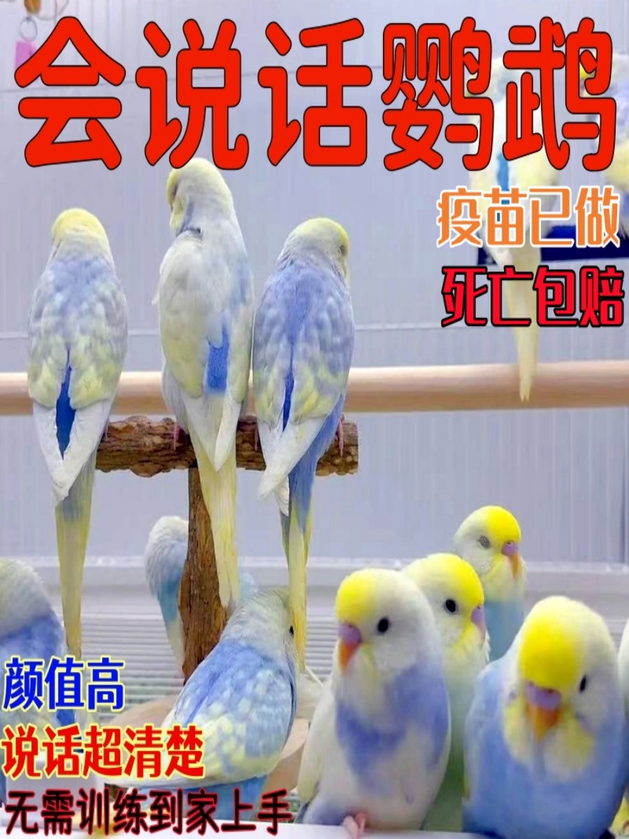 玄凤文鸟怎么翻译_玄凤文鸟英文用法_玄凤文鸟英语例句_淘宝翻译网