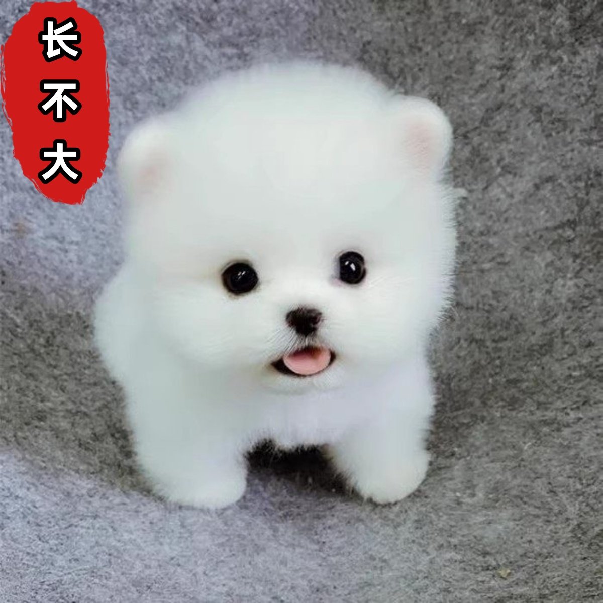 小型宠物狗品种怎么翻译_小型宠物狗品种英文用法_小型宠物狗品种英语例句_淘宝翻译网