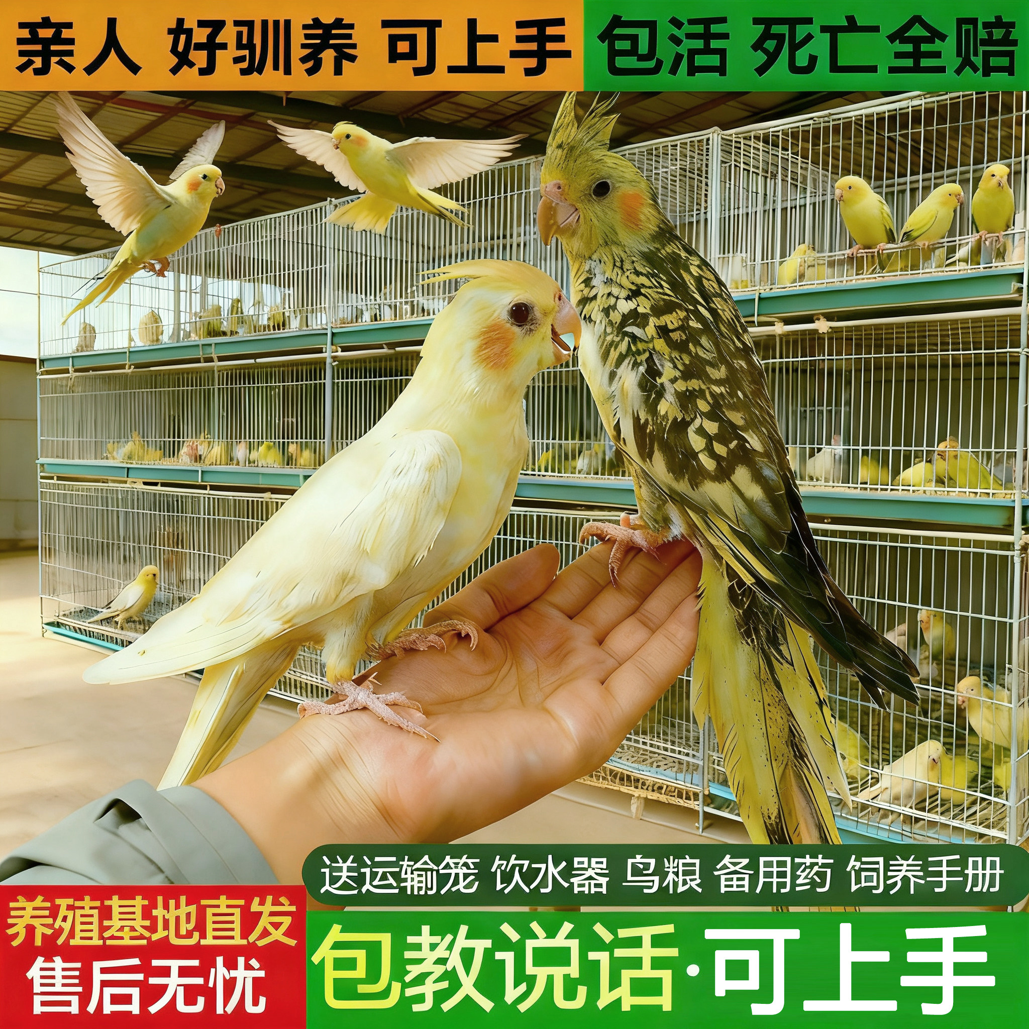 玄凤牡丹鸟怎么翻译_玄凤牡丹鸟英文用法_玄凤牡丹鸟英语例句_淘宝翻译网