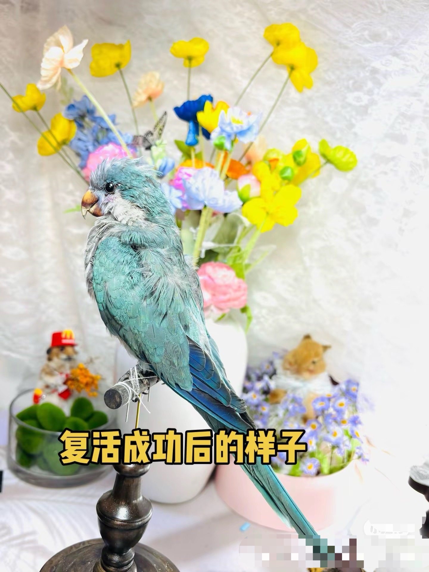 宠物鹦鹉品种及图片怎么翻译_宠物鹦鹉品种及图片英文用法_宠物鹦鹉品种及图片英语例句_淘宝翻译网