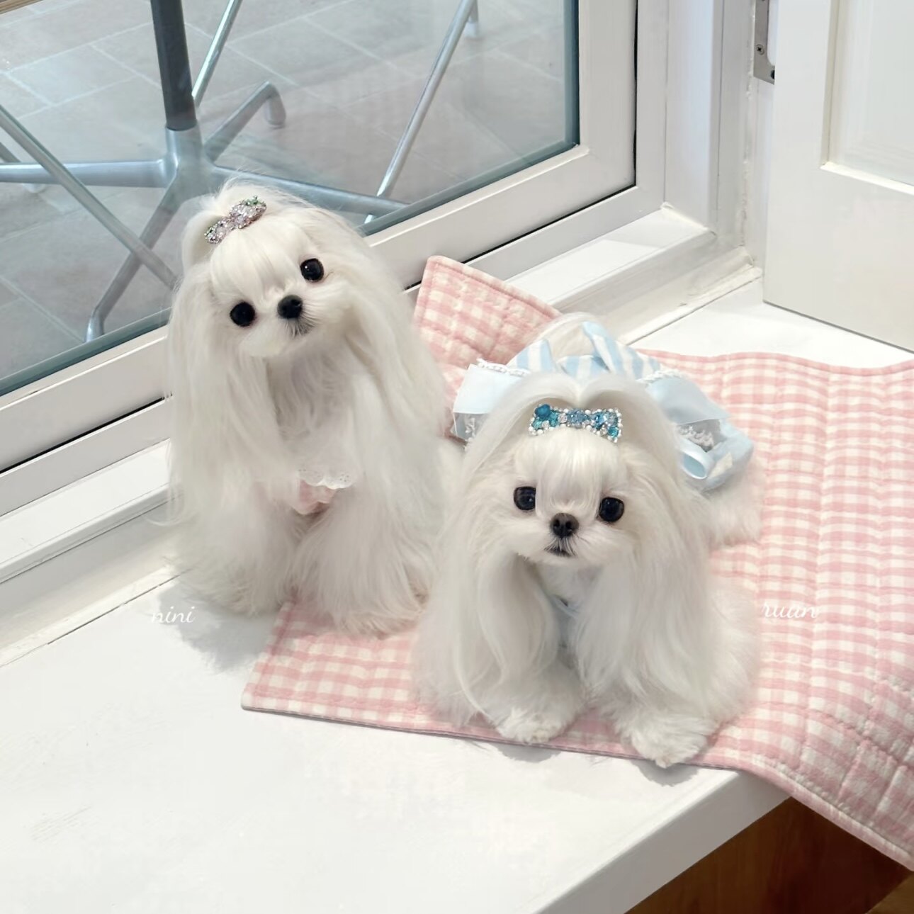 白色的宠物狗有哪些品种怎么翻译_白色的宠物狗有哪些品种英文用法_白色的宠物狗有哪些品种英语例句_淘宝翻译网