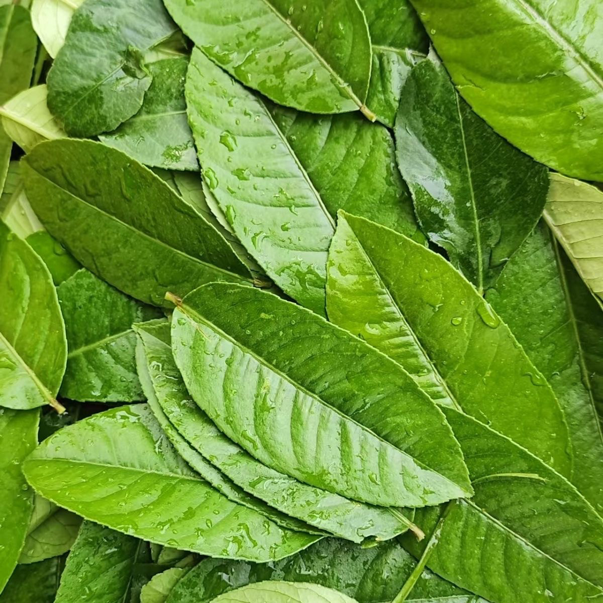 新鲜柠檬叶怎么翻译_新鲜柠檬叶英文用法_新鲜柠檬叶英语例句_淘宝翻译网, image size:1200x1200