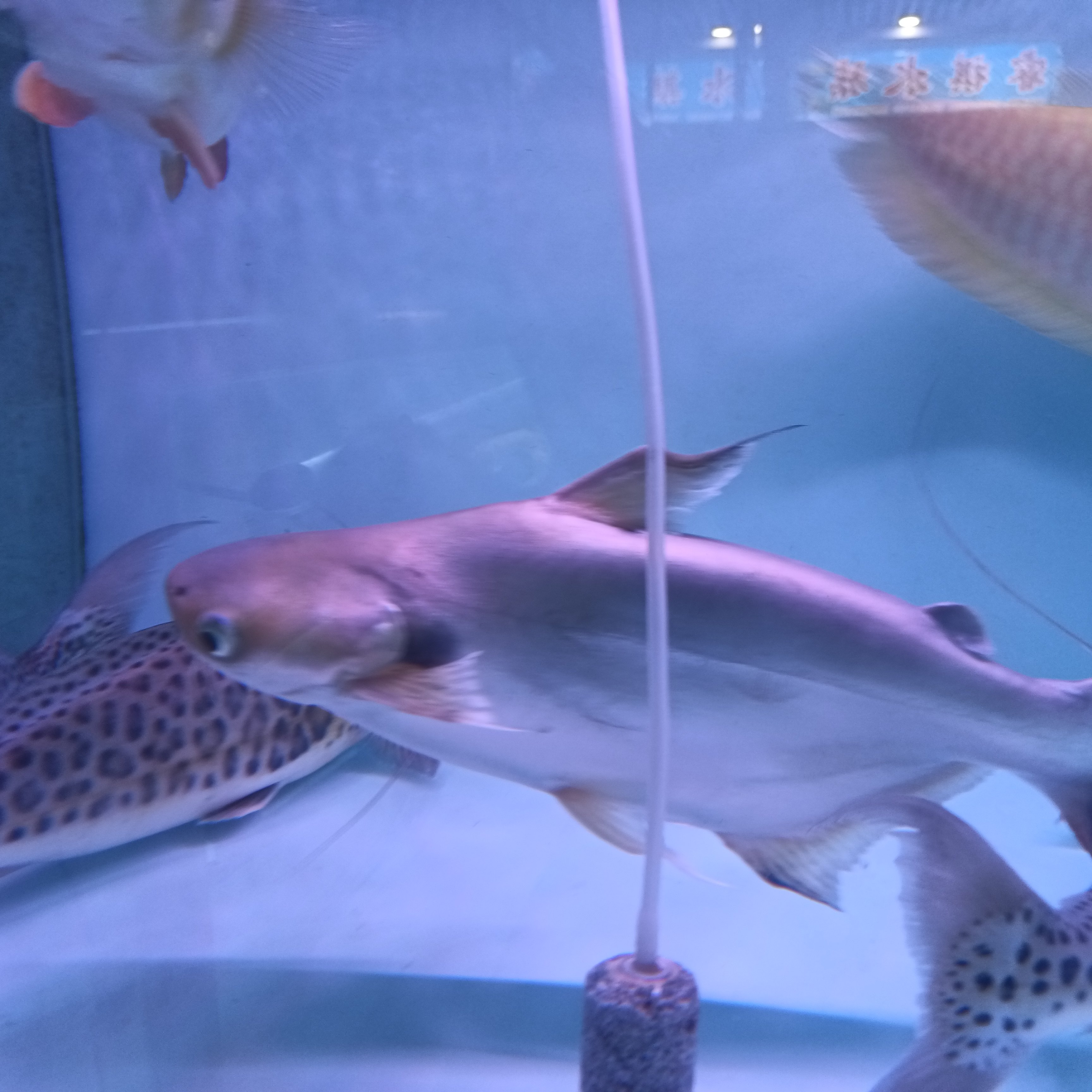 淡水鲨宠物怎么翻译_淡水鲨宠物英文用法_淡水鲨宠物英语例句_淘宝翻译网