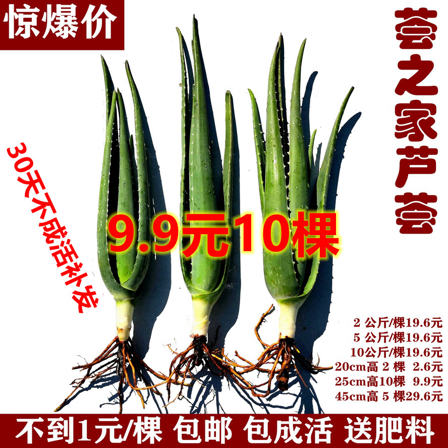 库拉索芦荟怎么翻译_库拉索芦荟英文用法_库拉索芦荟英语例句_淘宝翻译网