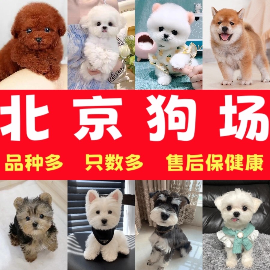 中小型宠物犬推荐怎么翻译_中小型宠物犬推荐英文用法_中小型宠物犬推荐英语例句_淘宝翻译网