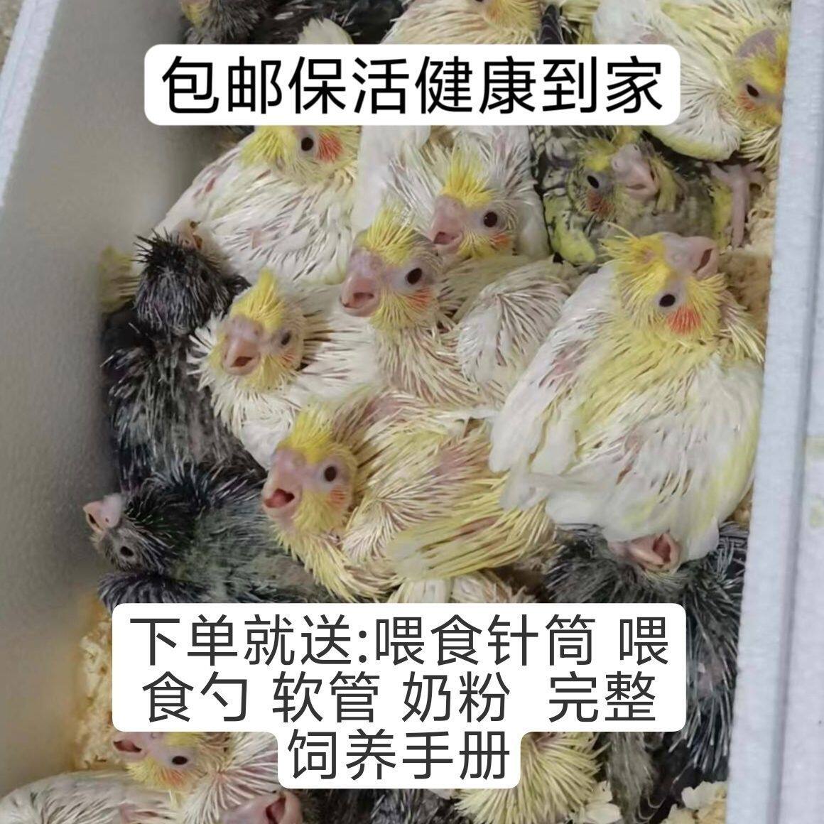 玄凤鹦鹉怎么翻译_玄凤鹦鹉英文用法_玄凤鹦鹉英语例句_淘宝翻译网