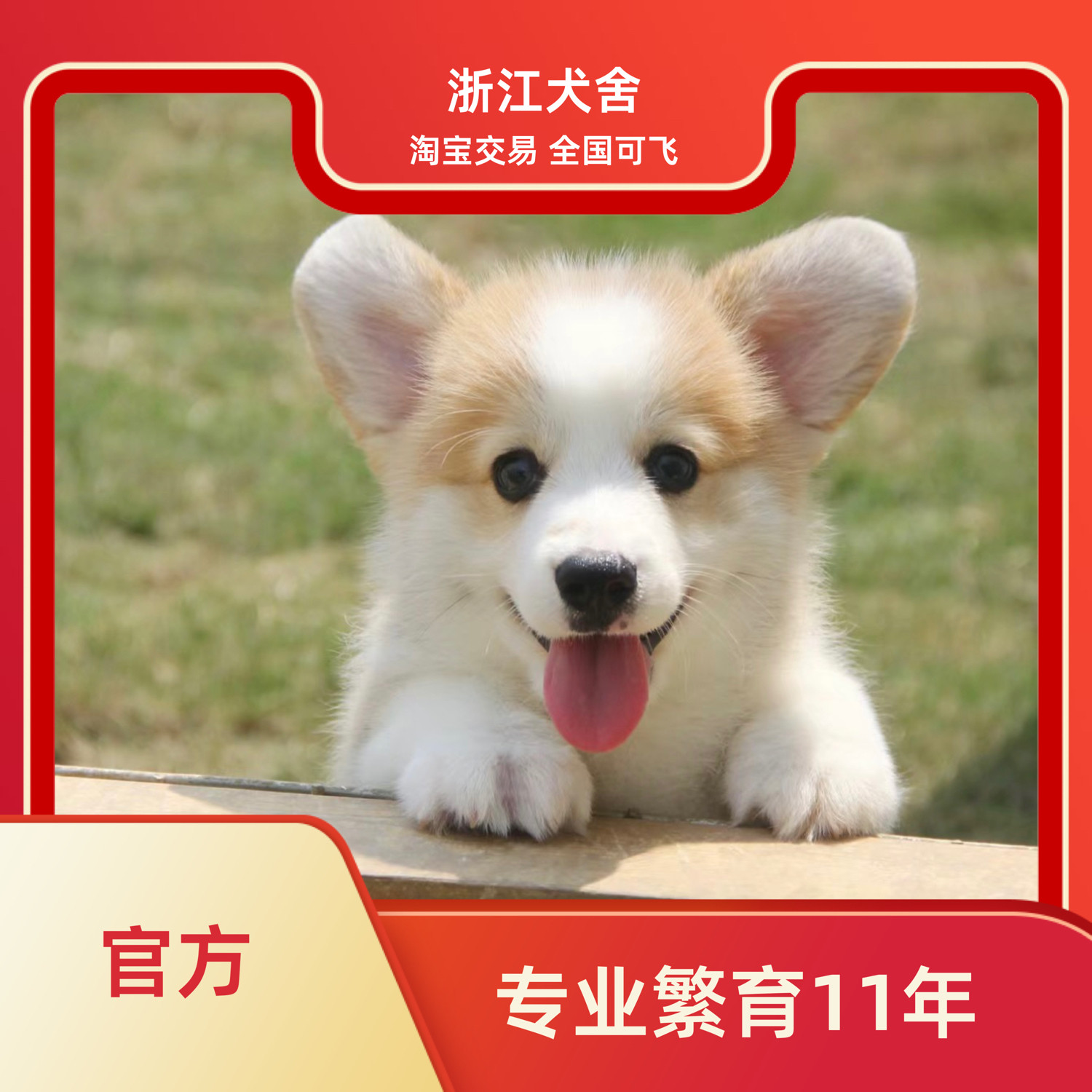 科基宠物犬怎么翻译_科基宠物犬英文用法_科基宠物犬英语例句_淘宝翻译网