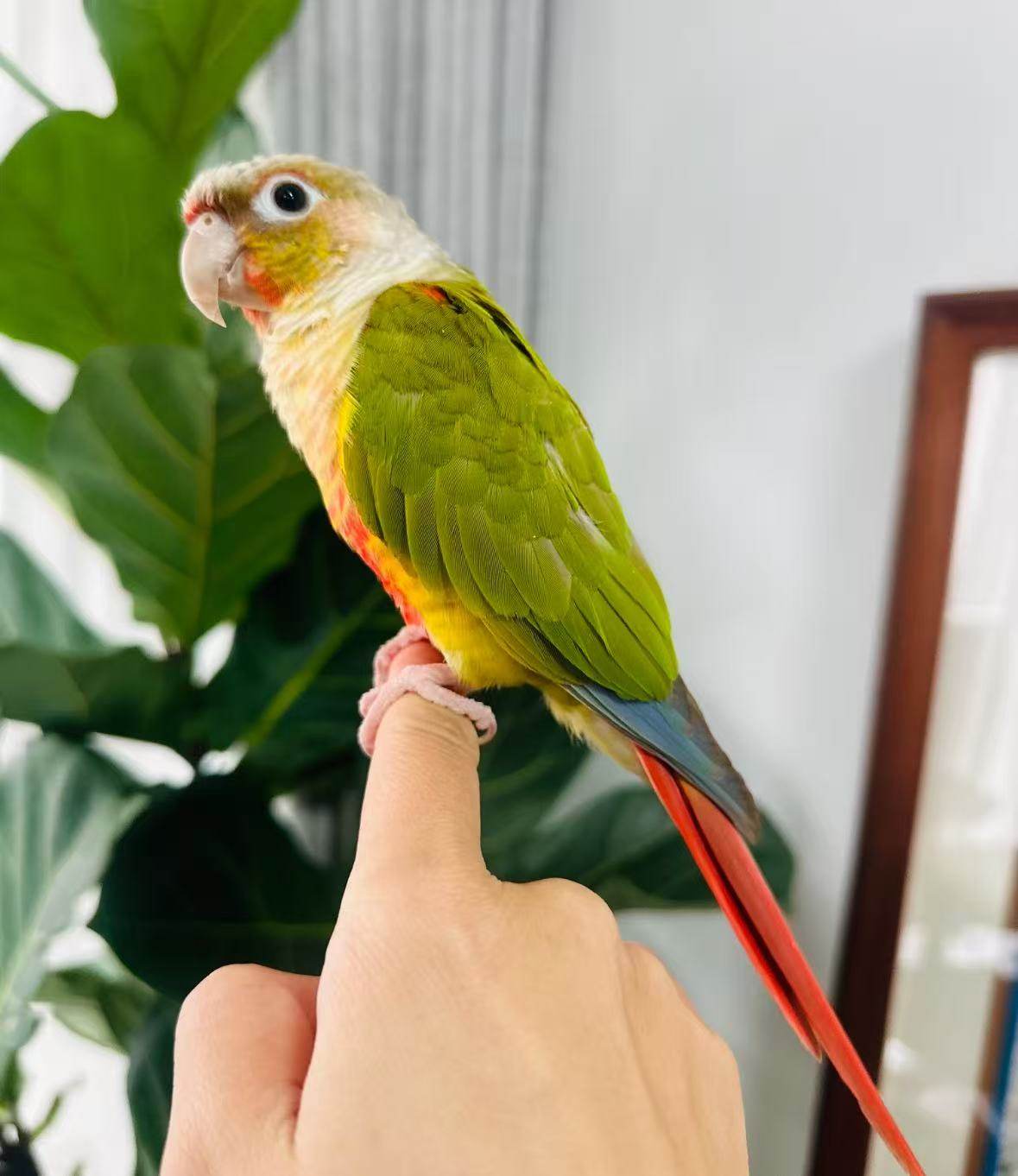 宠物小鸟大全怎么翻译_宠物小鸟大全英文用法_宠物小鸟大全英语例句_淘宝翻译网