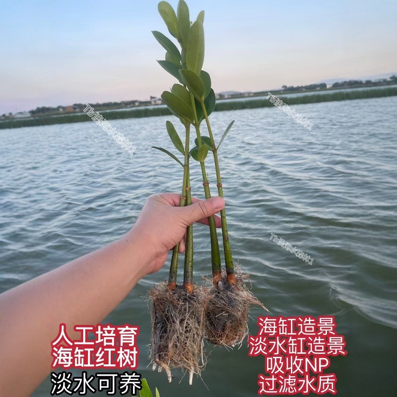 红树林怎么翻译_红树林英文用法_红树林英语例句_淘宝翻译网