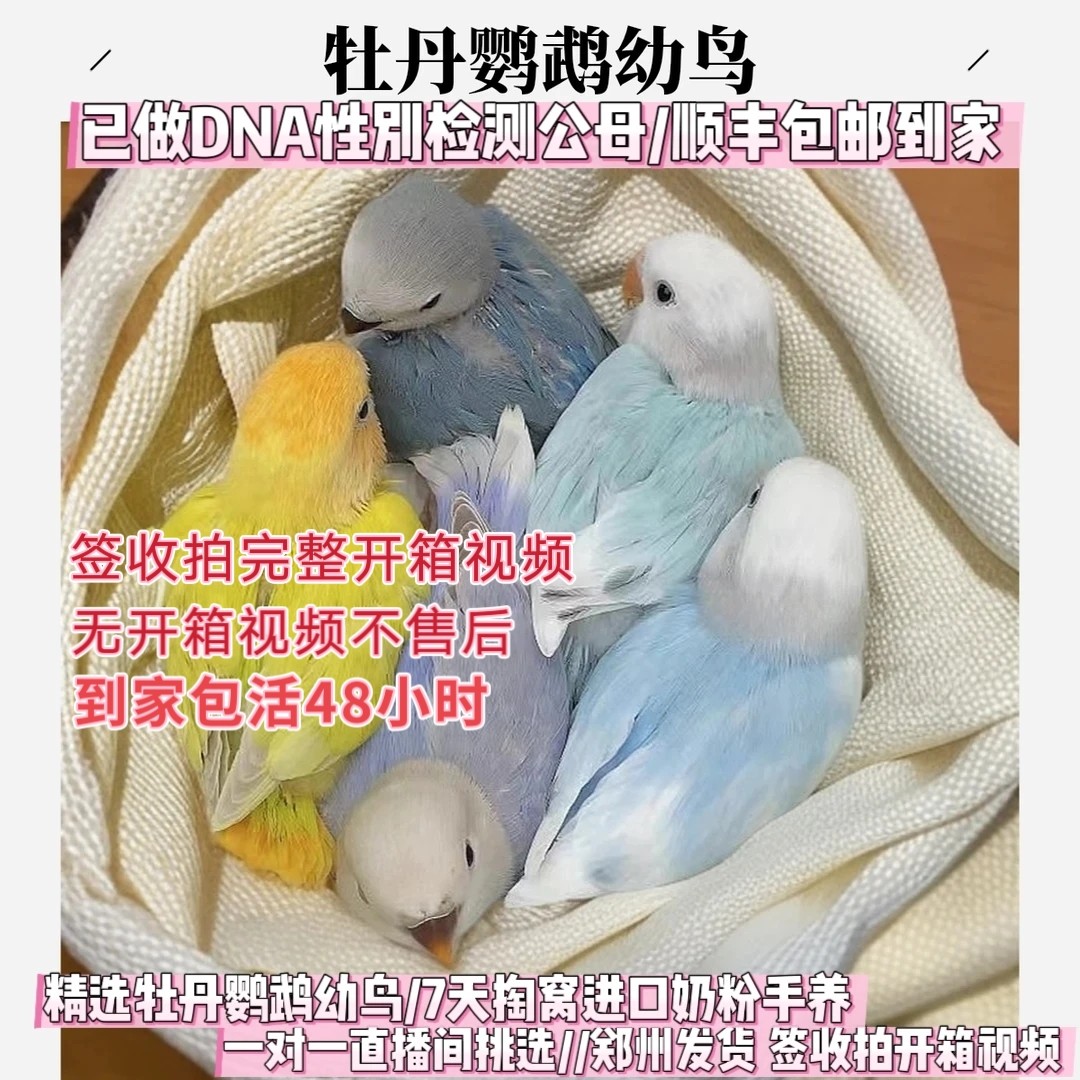 什么是宠物鹦鹉怎么翻译_什么是宠物鹦鹉英文用法_什么是宠物鹦鹉英语例句_淘宝翻译网