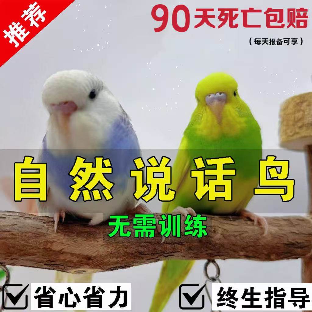 小体鹦鹉怎么翻译_小体鹦鹉英文用法_小体鹦鹉英语例句_淘宝翻译网