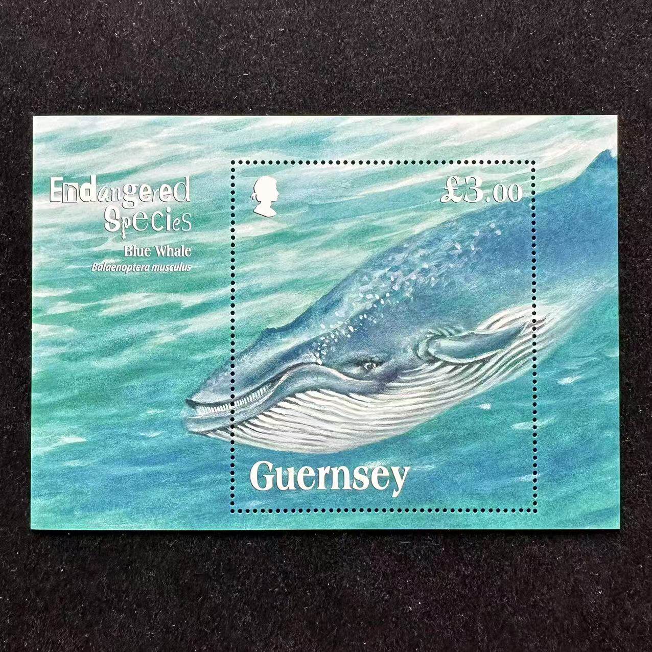 鲸鱼邮票怎么翻译_鲸鱼邮票英文用法_鲸鱼邮票英语例句_淘宝翻译网