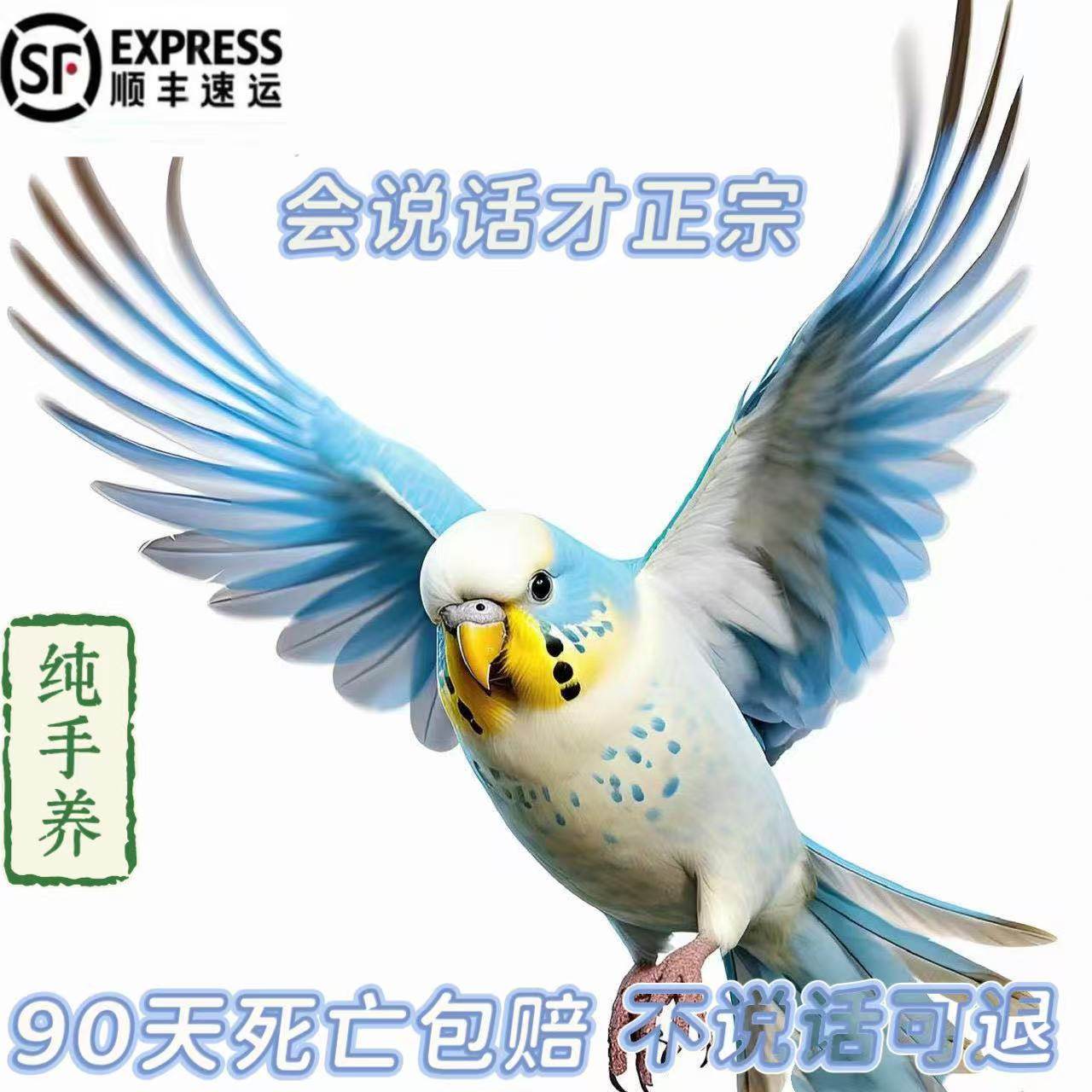 虎皮牡丹鹦鹉怎么翻译_虎皮牡丹鹦鹉英文用法_虎皮牡丹鹦鹉英语例句_淘宝翻译网