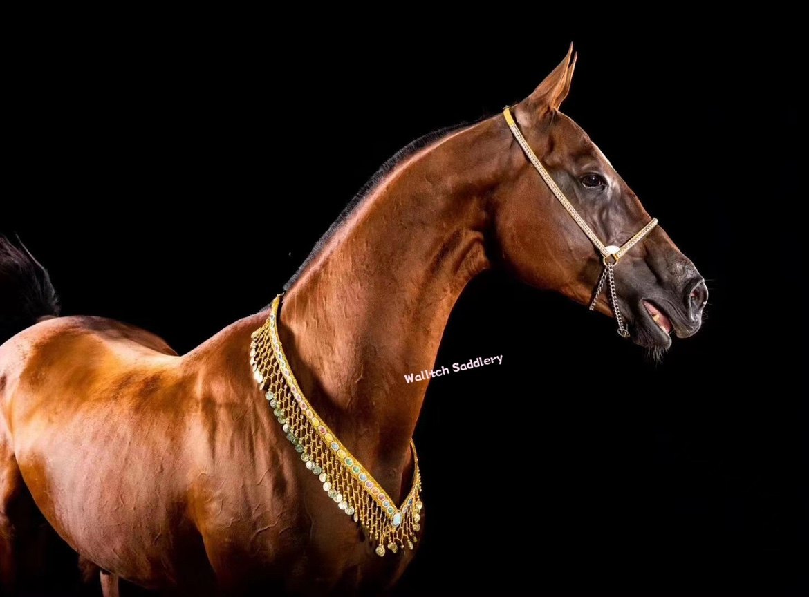 马术胸带怎么翻译_马术胸带英文用法_马术胸带英语例句_淘宝翻译网, image size:1170x864