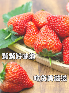 圣野果源 丹东99红颜草莓3斤