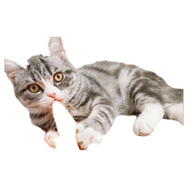 Cat toys that make sounds carrots cat sticks bite-resistant cat scratching posts pet supplies self-pleasure boredom relief teeth grinding artifact