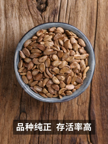 Семена семян тыквы, скручивающие руки, Бабао маленькая тыква