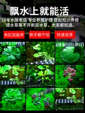 Водных сорняков 疯狂水草鱼缸植物水培植物造景浮萍水草水葫芦淡水增氧漂浮水芙蓉