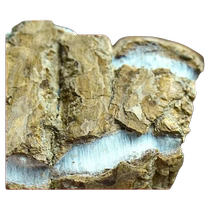 Wild old tree Eucommia ulmoides thick bark mountain male flowers steeped in wine and tea Chinese herbal medicine 500g buy 2 servings