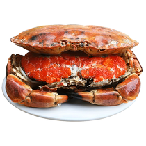 Bread crab cooked and frozen fresh and fresh extra large extra large Dungeness crab raw and frozen cooked swimming crab seafood aquatic large crab