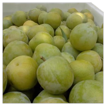 Wushan green crisp plums boneless large plums fresh fruits Jiangan plums hollow plums