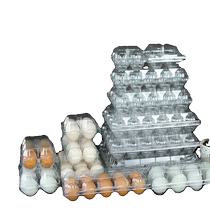 Disposable native egg preserved egg salted duck egg quail pigeon egg packaging box tray packaging box plastic egg tray transparent