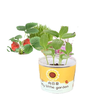 Small bean curd DIY green plant small potted office desktop plant bonsai childrens small gift planting